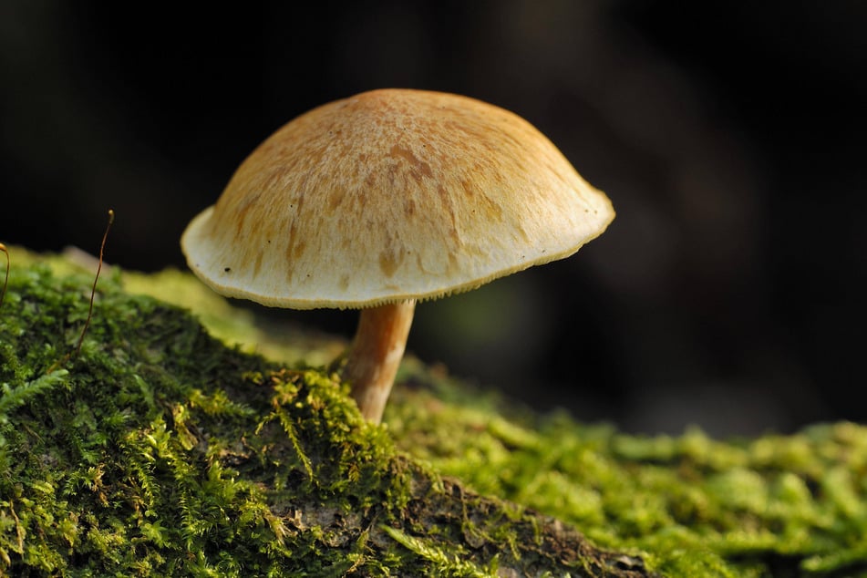Der Geflecktblättriger Flämmling (lat. Gymnopilus penetrans) ist hübsch anzuschauen. Aber kein Speisepilz.