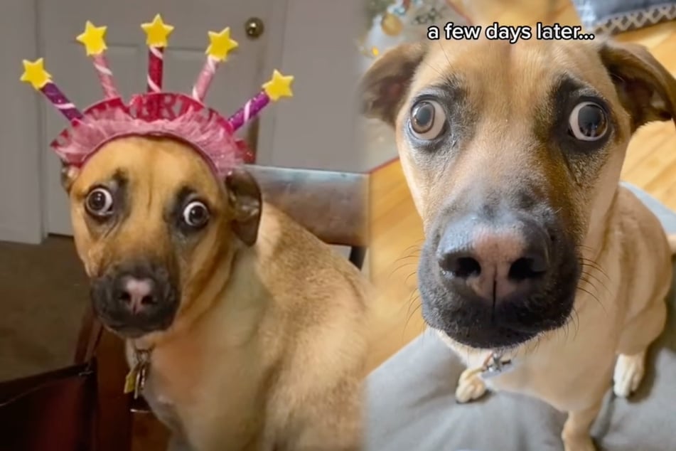 Dog with googly eyes becomes a huge TikTok star, but her story is less than funny