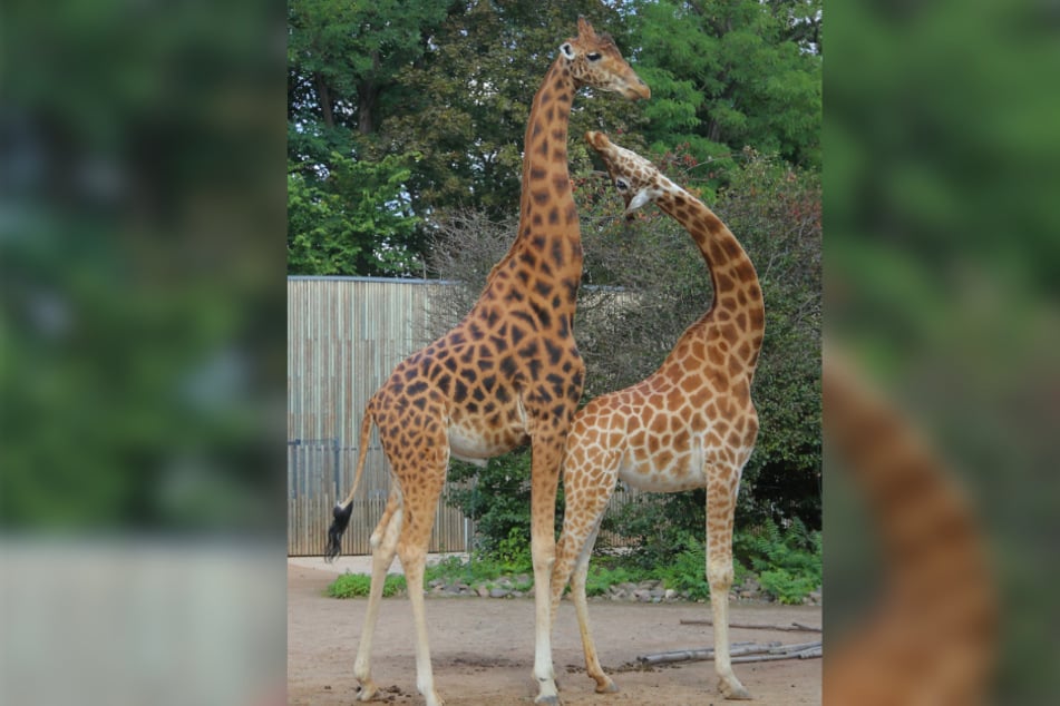 Auch bei der Giraffenliebe klappt es bislang nicht mit dem Nachwuchs.