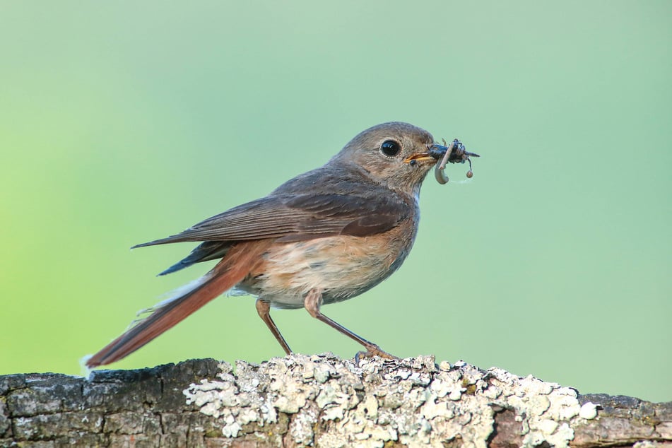 Frau Gartenrotschwanz hat sich noch eines der weniger werdenden Insekten geschnappt. Guten Appetit!