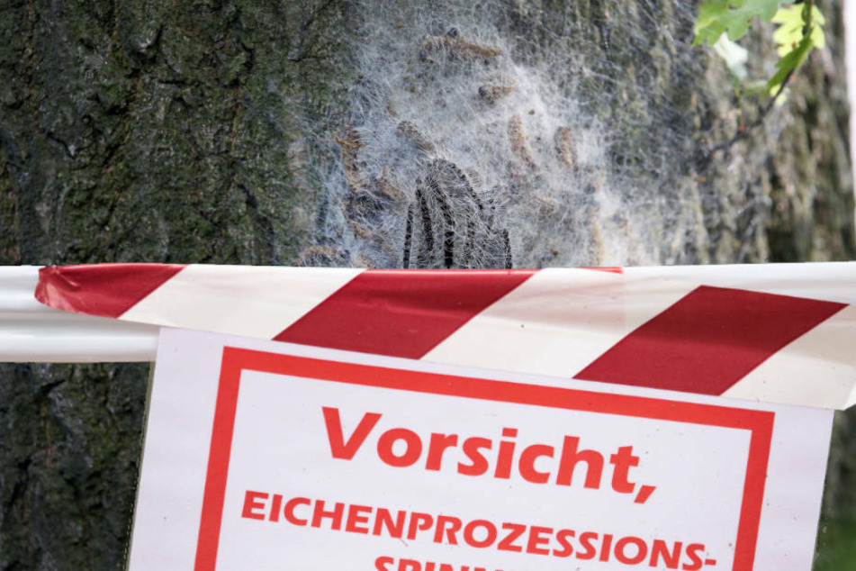 Damit Wald-Besucher den Raupen nicht zu nahe kommen, werden betroffene Gebiete gegebenenfalls gesperrt (Symbolbild).