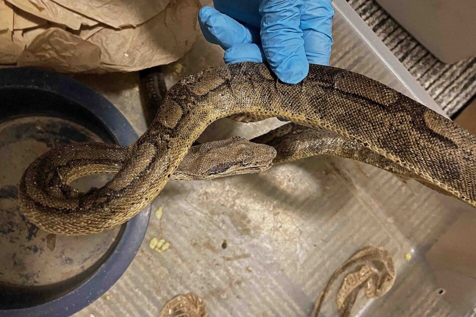 Eine der gefundenen Schlangen in der Stuttgarter Horror-Wohnung.