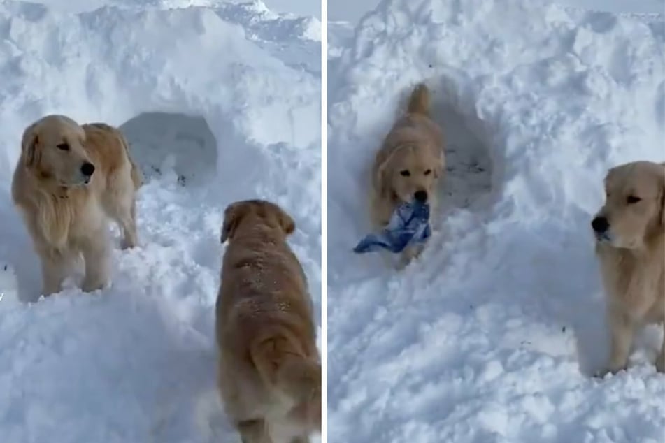 Der Hund Murphy (l) rennt begeistert in den Tunnel einer Schneehöhle. Als er wieder rauskommt, trägt er plötzlich einen blauen Schal zwischen den Zähnen.