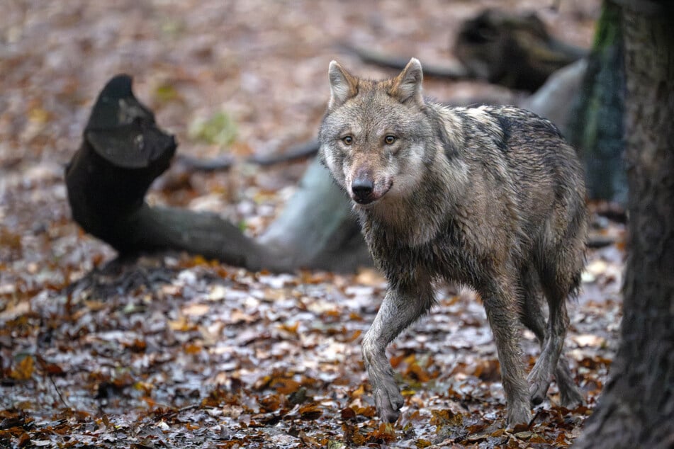 Wölfe ziehen sich aus Bayern wieder zurück. (Symbolbild)