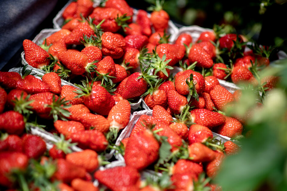 Frische Früchtchen: Die Erdbeer-Saison hat begonnen!