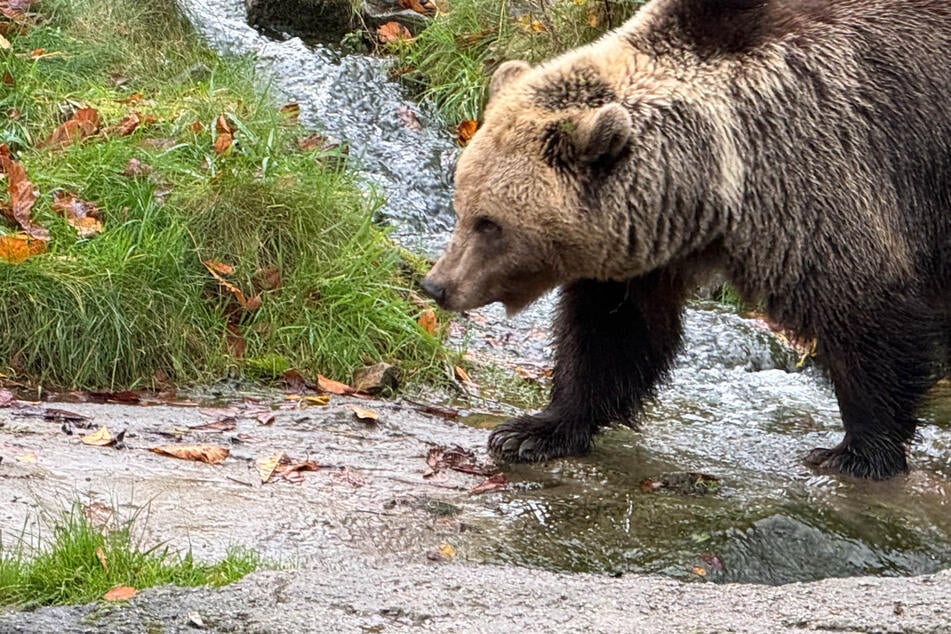 Winnie Puuh lebt? Bär frisst 80 Kilogramm Honig auf einmal!