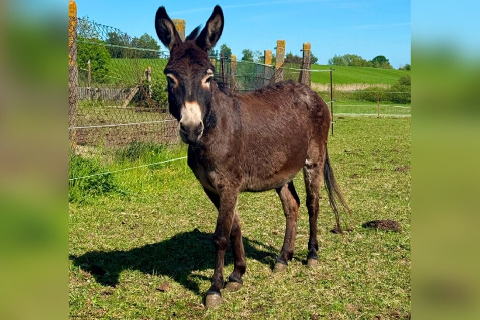 Zwergesel-Hengst "Hörbi" wurde zuletzt am Freitagabend gegen 22 Uhr auf dem Tierschutzhof gesehen.