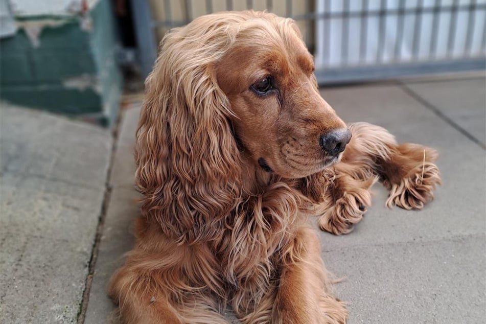 Cocker Spaniel Tucker (4) aus dem Hamburger Tierheim sucht ein liebevolles Zuhause.