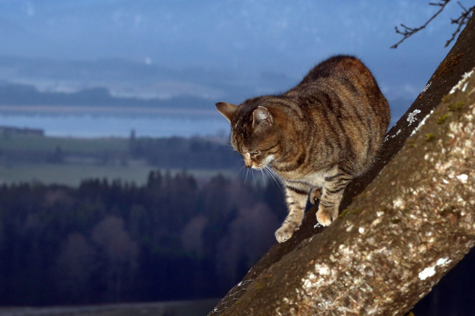 Die Katze kletterte offenbar auf einen Baum und kam ohne fremde Hilfe nicht mehr herunter. Die Polizei rückte an. (Symbolbild)