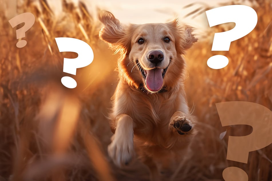 Goldiger Sonnenschein auf vier Pfoten: Teste Dein Wissen über den Golden Retriever!