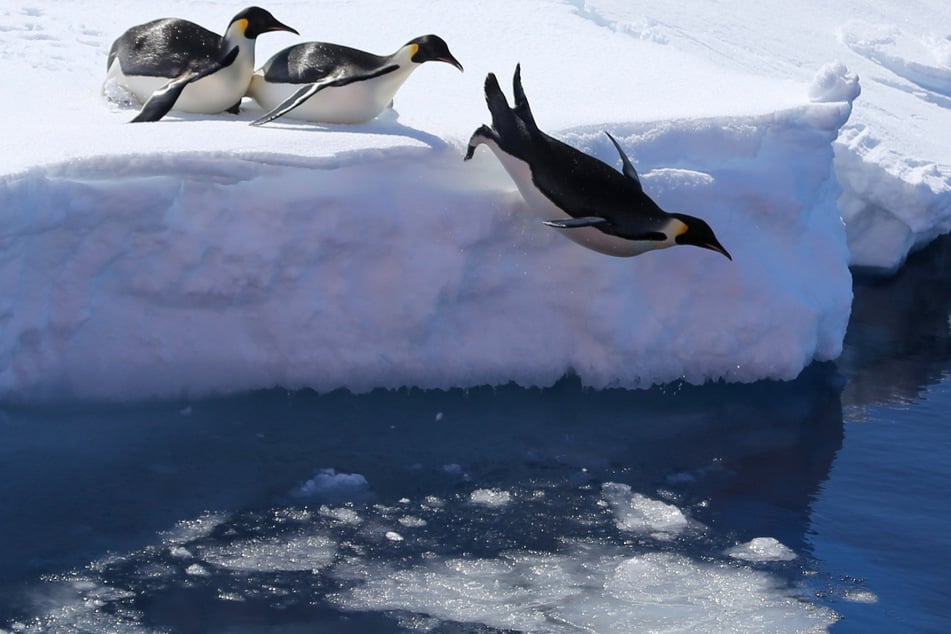 Rekord-Schmelze in der Antarktis: Das Eis wird immer dünner