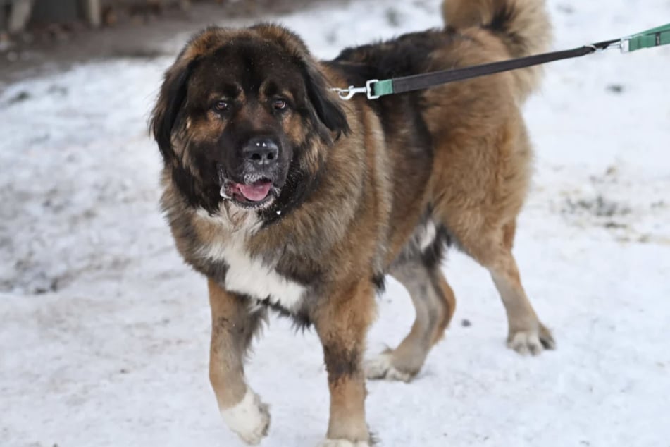 Der Kaukasen-Schäferhund-Mix ist freundlich und wachsam.