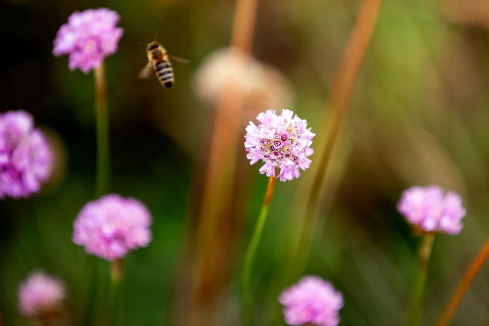 Die Blühwiesen dienen als Lebensraum und Nahrungsquelle für Insekten. (Symbolbild)