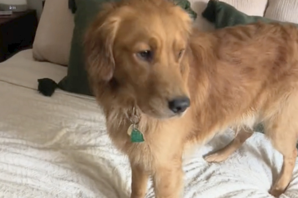 Golden Retriever Goob ist ein aktiver Hund, frisst gern Stöcke und turnt auf dem Bett seiner Besitzer herum.