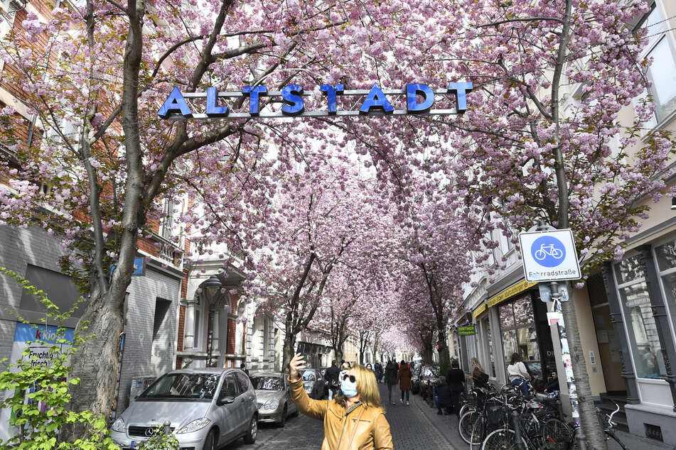 Trotz nur wenig frühlingshafter Temperaturen hat es am Wochenende wieder viele Schaulustige in die Bonner Altstadt zur Kirschblüten-Allee gezogen.