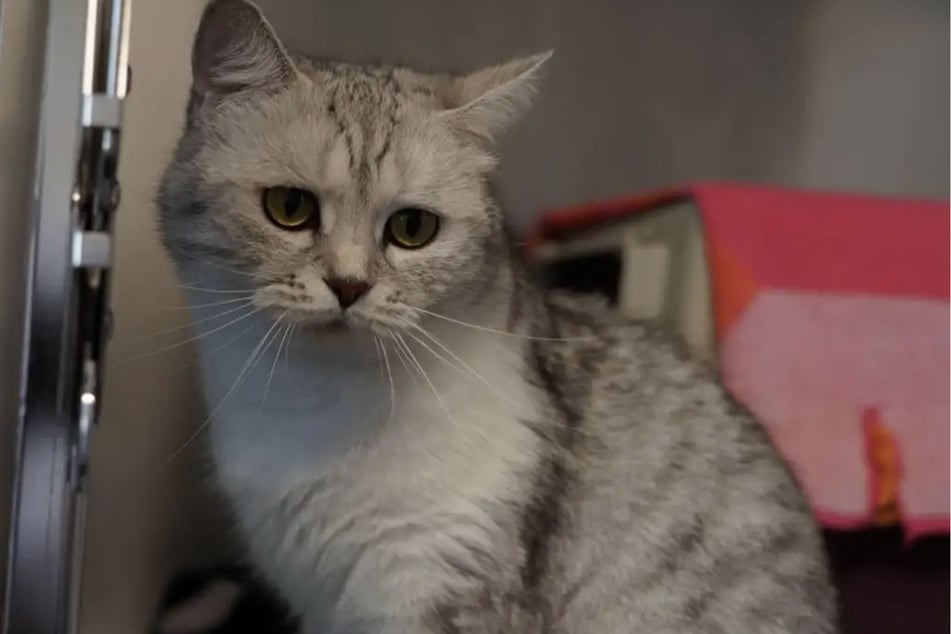 Malou sucht ein ruhiges und entspanntes Zuhause, ohne viel Trubel.