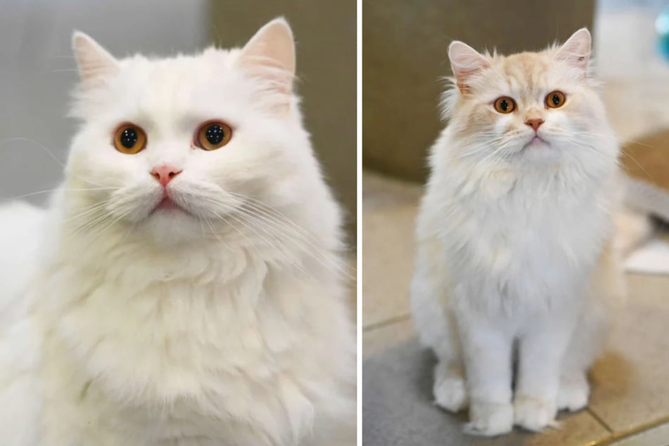 El gato Winnie (3) y su hermano Willi (3) desean ser adoptados en el refugio de animales de Berlín.