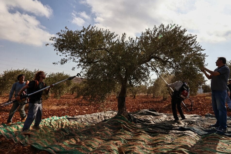 Palestinian farmers and foreign volunteers participate in olive picking during the harvest season in the village of Qusra, south of Nablus, in the occupied West Bank.