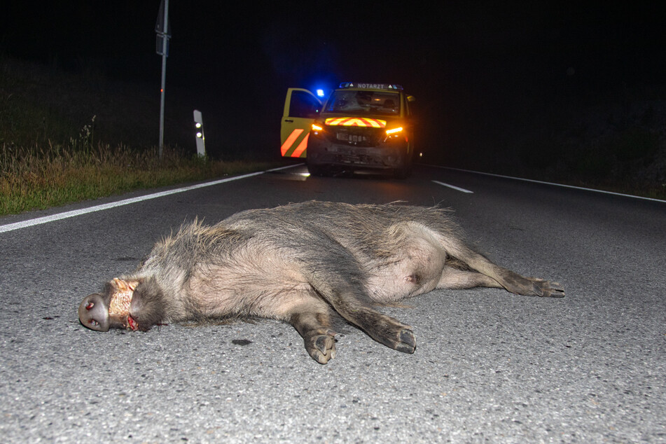 Das tote Schwarzwild liegt vor dem Notarzt auf der Straße.
