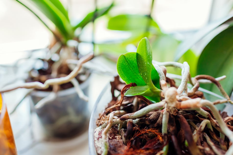 Kahle Orchideen können Kindel sowie neue Blätter am Herz bilden.