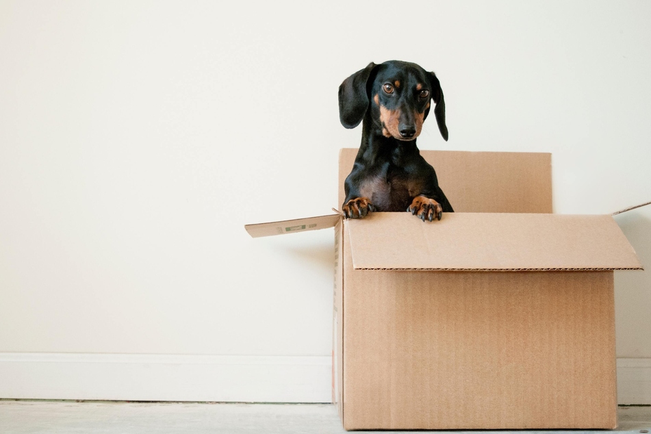 The humble little Dachshund is the perfect dog for an apartment.