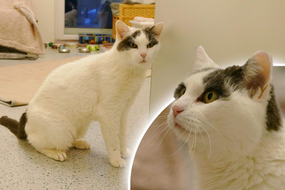 Katze Malike braucht viel Ruhe. Wer hat ein passendes Plätzchen für die Samtpfote?