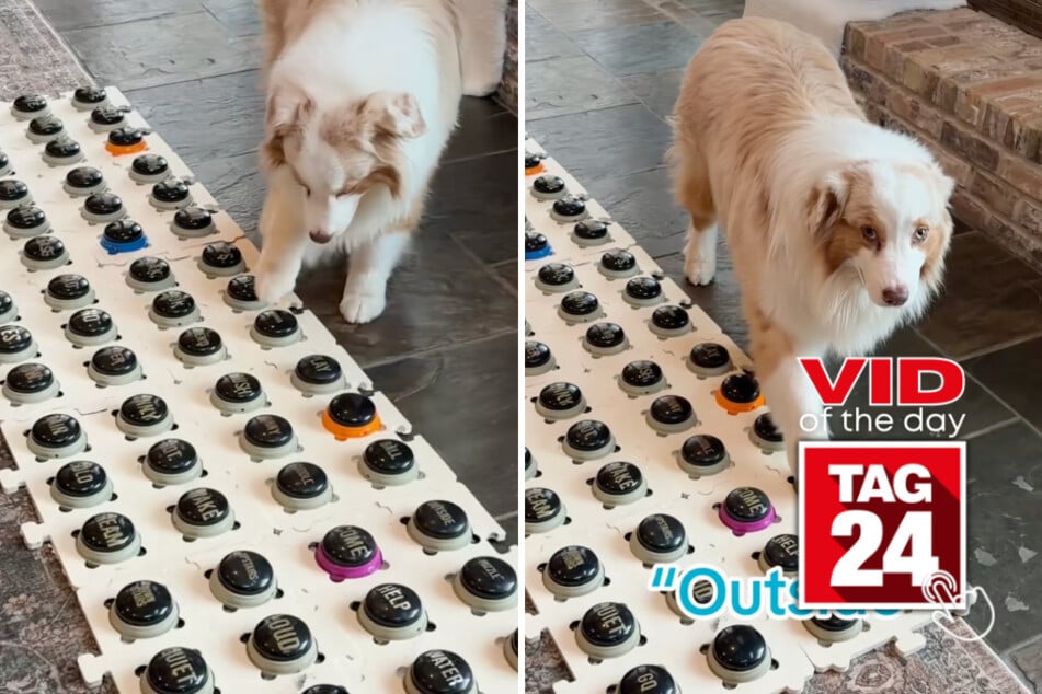 Viral Video of the Day for June 30, 2026: Clever pup sends owner into panic with button warning – but the truth is hilarious!