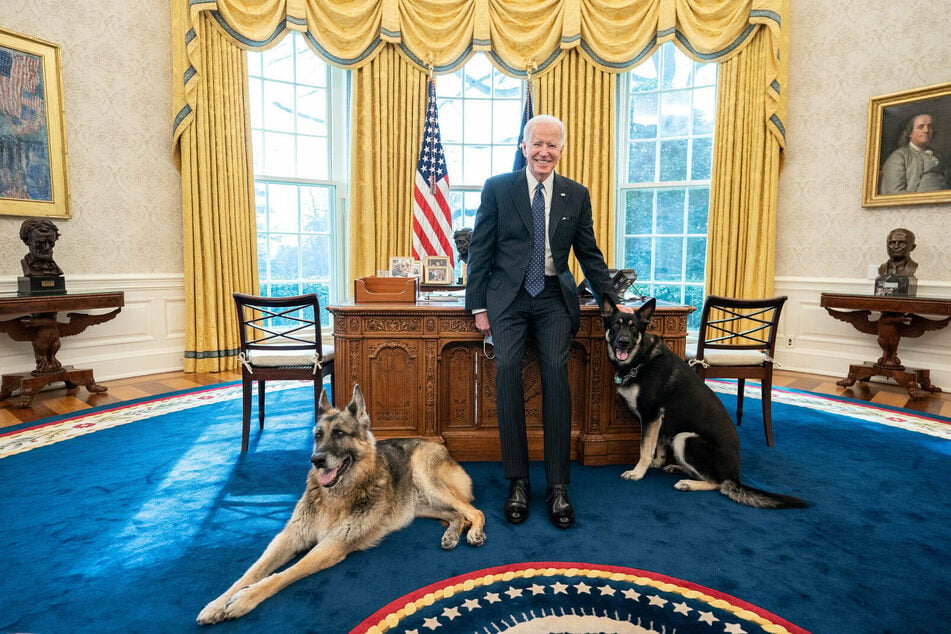 German shepherds Champ (l.) and Major (r.) are the first pets in the White House in four years – and the first rescue dogs ever.