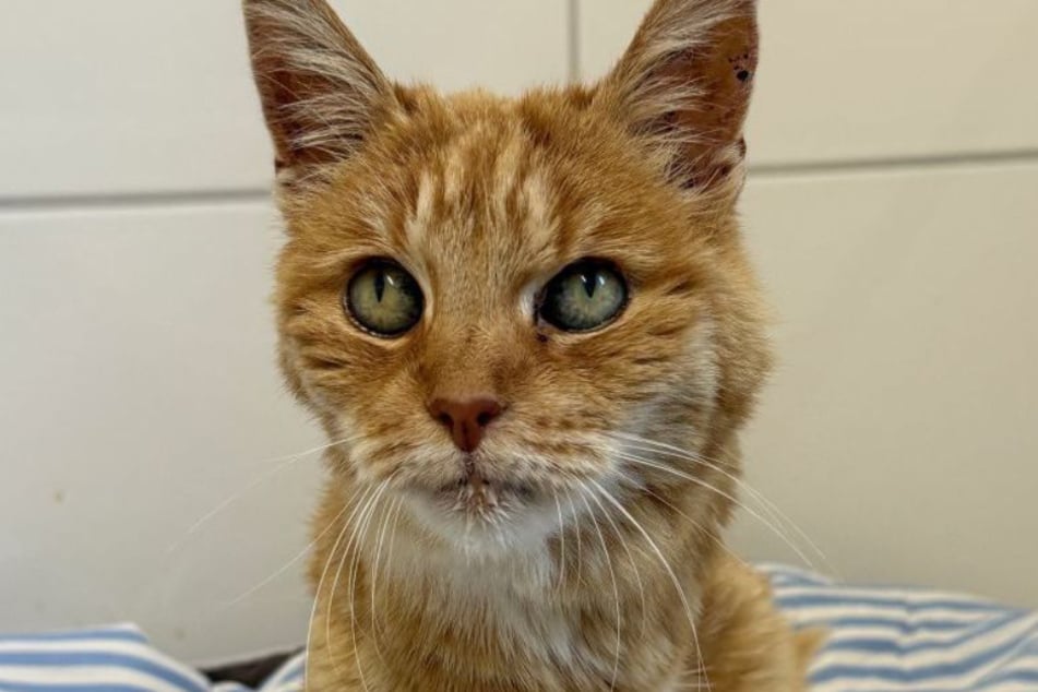 Die betagte Katze war in einem katastrophalen Zustand, als sie im Tierheim Bergheim ankam.