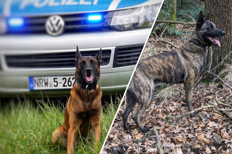 Polizeihunde Horst und Zeus ertappen dreiste Metalldiebe auf frischer Tat!
