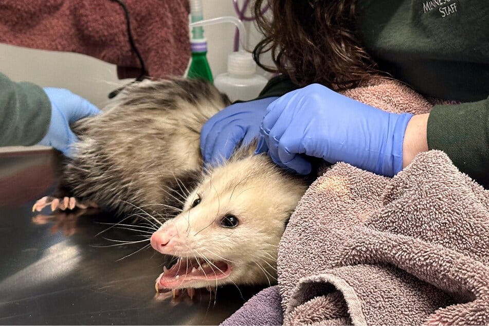 Das neugierige Opossum wurde von den Freiwilligen versorgt.