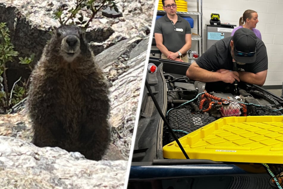 Das Denver-Zoo-Team wurde nach einem Außeneinsatz von einem wilden Murmeltier im Radkasten überrascht.