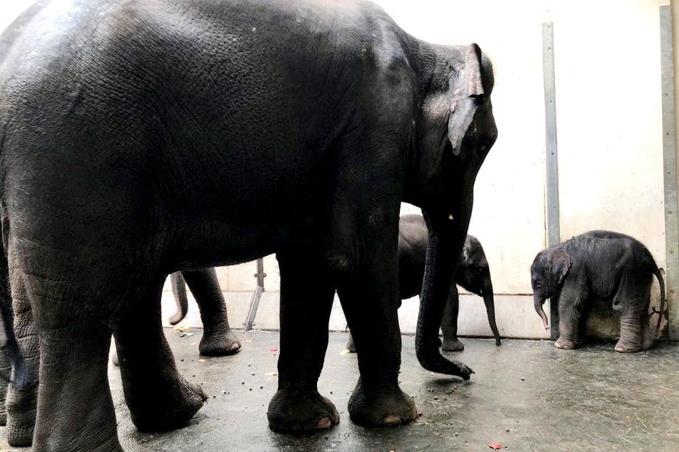 Schon wieder Elefanten-Nachwuchs im Leipziger Zoo! Rani gebärt "sehr großes Mädchen"