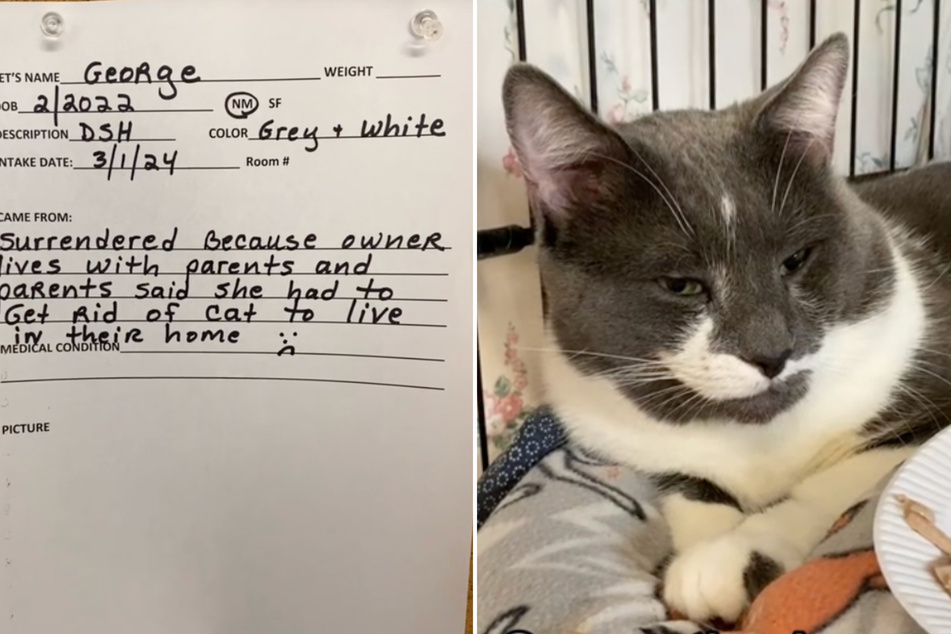 Depressed cat's heartbreaking story has TikTok wiping away tears: "Animals aren't disposable"