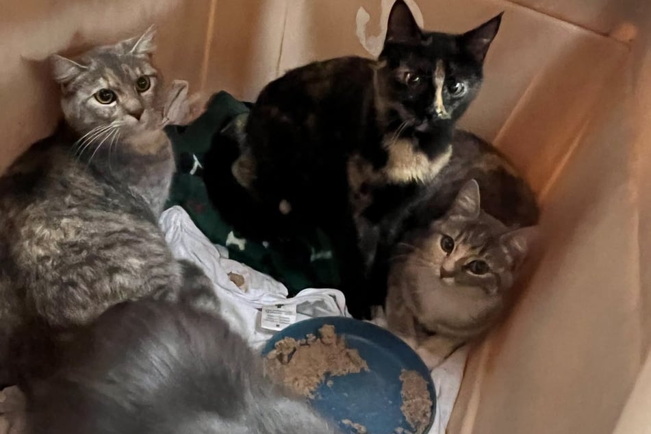 In der ersten Box saßen vier erwachsene Katzen. Leider machte das Tierheim kein Foto von den neun Katzenbabys in der zweiten Box.