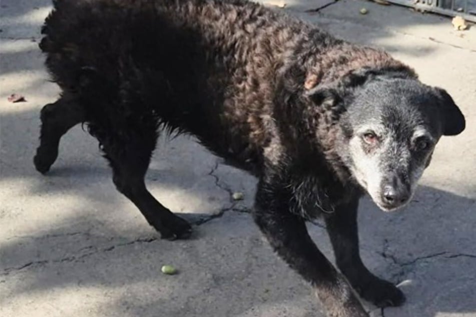 Mudi hat einen schönen Lebensabend verdient, im Tierheim soll er diesen auf jeden Fall nicht verbringen müssen.