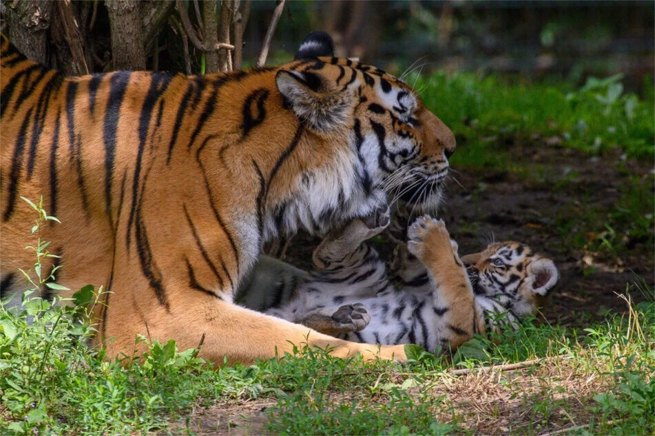 Nach dem Frühstück können die Gäste den Zoo erkunden. (Symbolfoto)