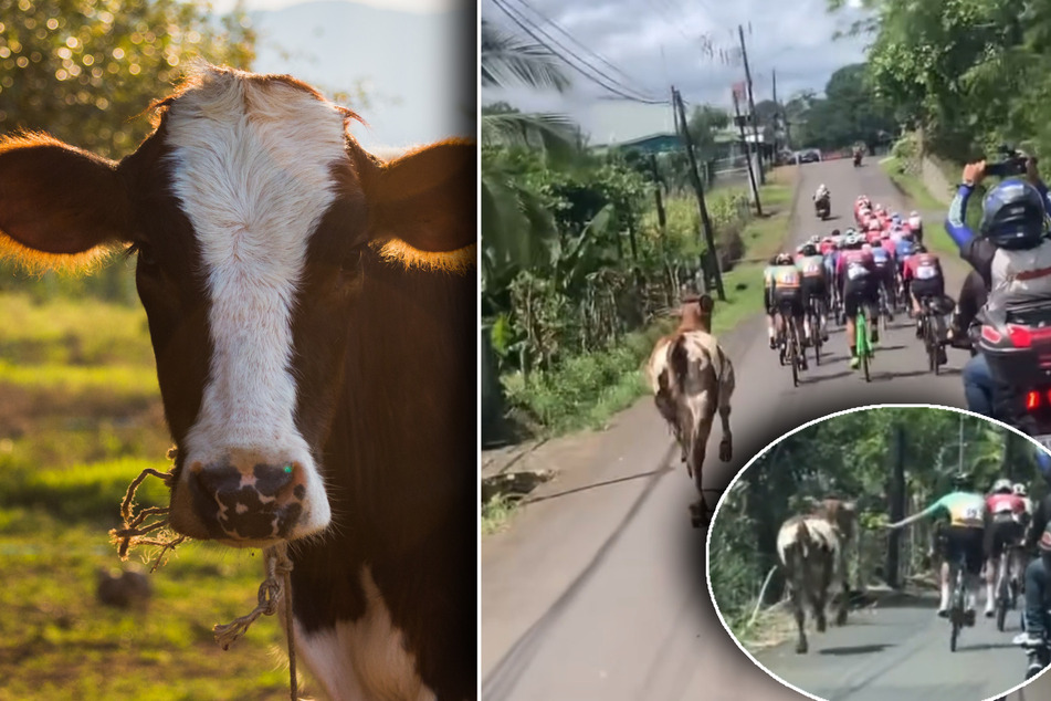 Tierisch überrascht! Rennende Kuh nimmt an Wettbewerb teil