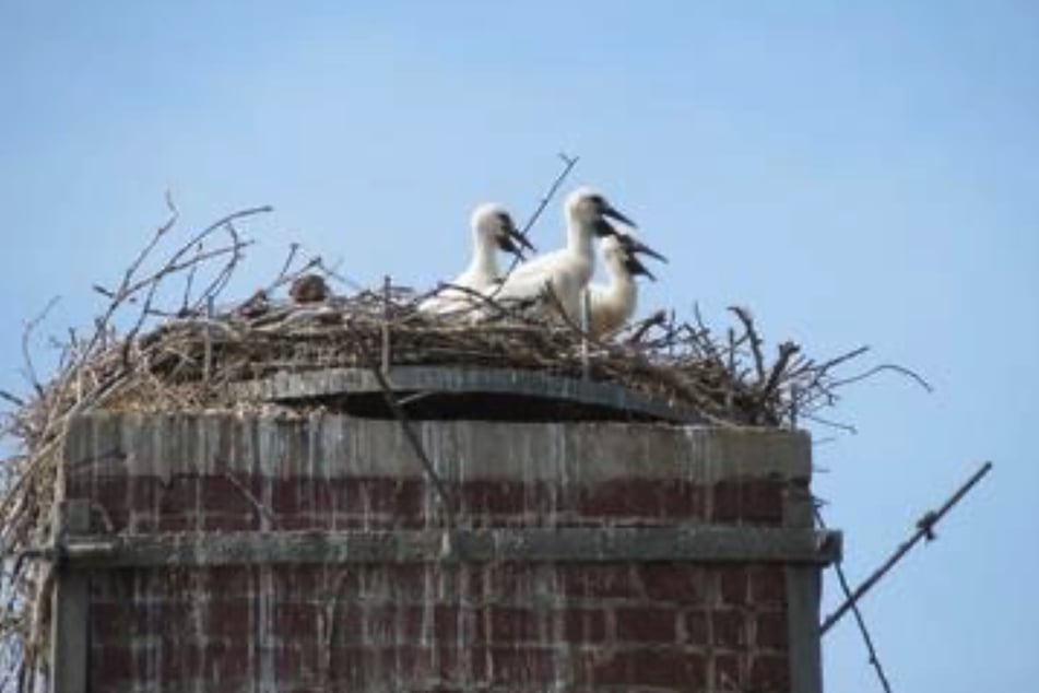 2022 hatten Possi und Possine das Nest mit Nachwuchs befüllt.