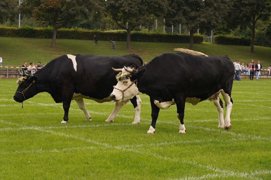 Die Kühe Mausi und Lisa auf dem Spielfeld.