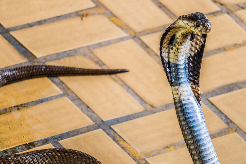 Hochgiftige Kobra flieht aus Käfig und macht Stadt mit 200.000 Einwohnern unsicher