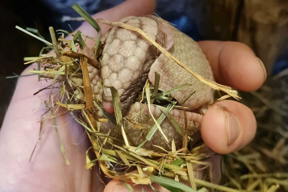 Wie süß! Gurt und Bu haben Kugeltier-Nachwuchs