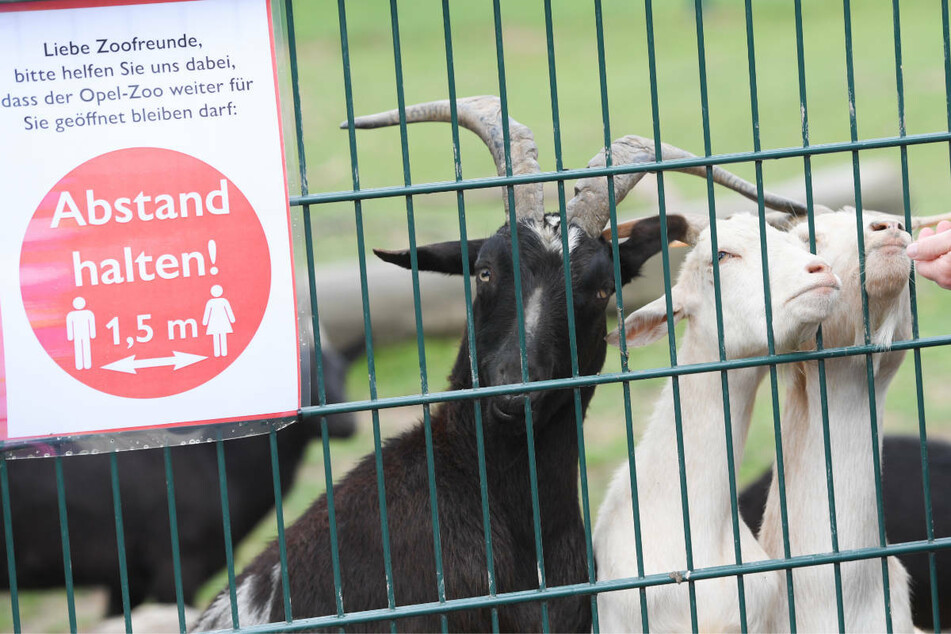 Bei einer 7-Tage-Inzidenz zwischen 50 und unter 100 können Besuchstermine im Opel-Zoo gebucht werden.