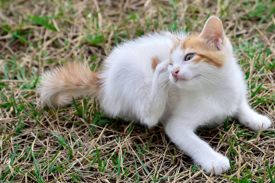 Cat fleas can be transferred to humans and other pets.