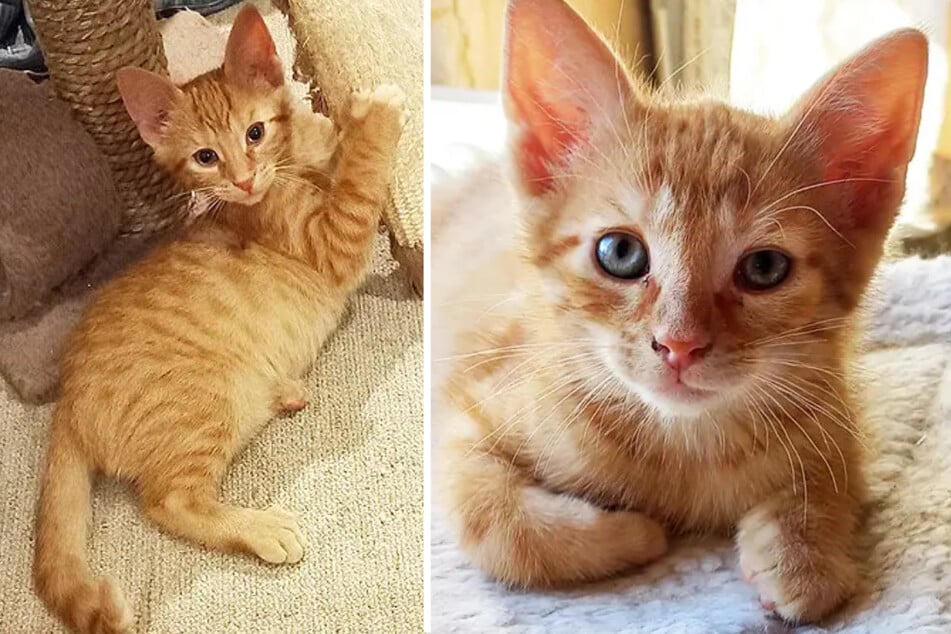 Kater Ole (l.) und Orbit wurden am 16. April mit ihrem Bruder im Berliner Tierheim geboren und sind nun auf einer externen Pflegestelle.
