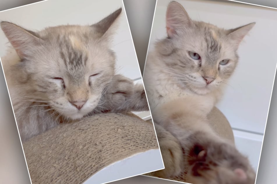 Herzlos in Wohnung zurückgelassen und Wände angefressen: Katze Rose will Trauma vergessen