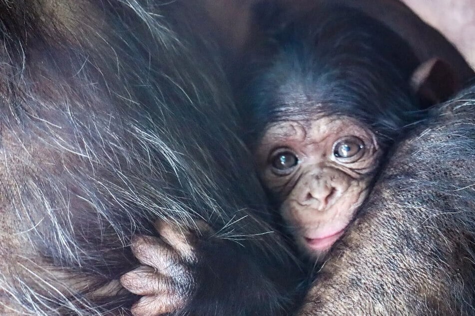 Małe szympansy przytula się mocno do swojej mamy Zenty.