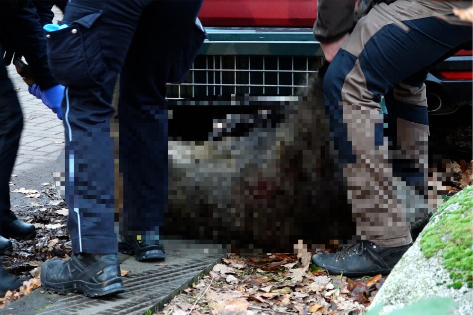 Hamburg: Großeinsatz in Hamburg: Polizei jagt Wildschwein