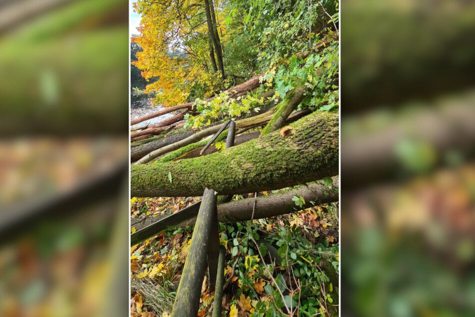 Die gefällten Bäume liegen am Ufer der Zschopau.