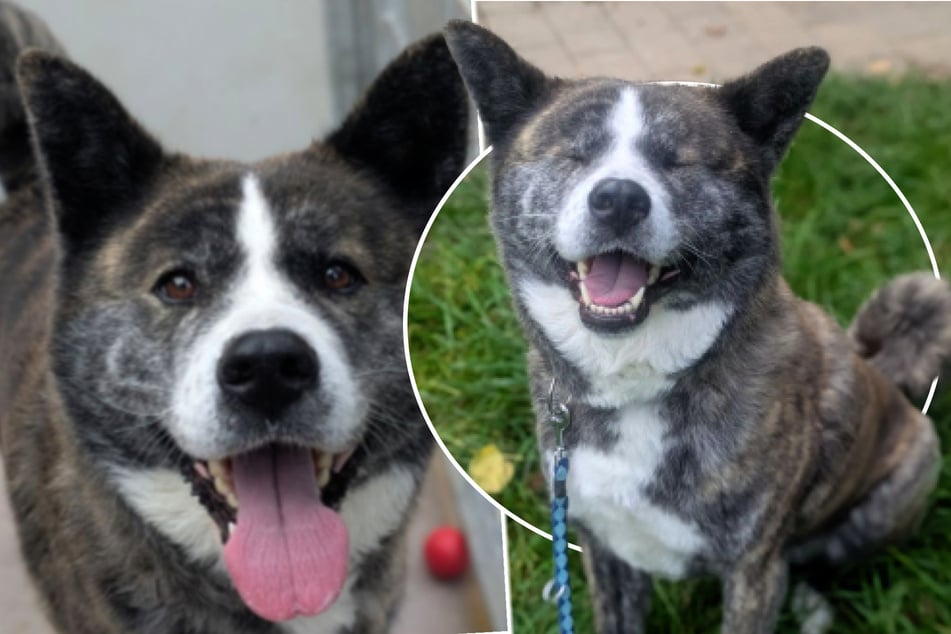 ¿Perderá Akita Lucy su hogar, o volverá a encontrar la felicidad?